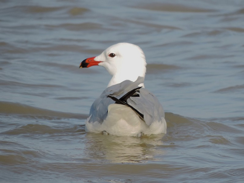 Larus audouinii adulte