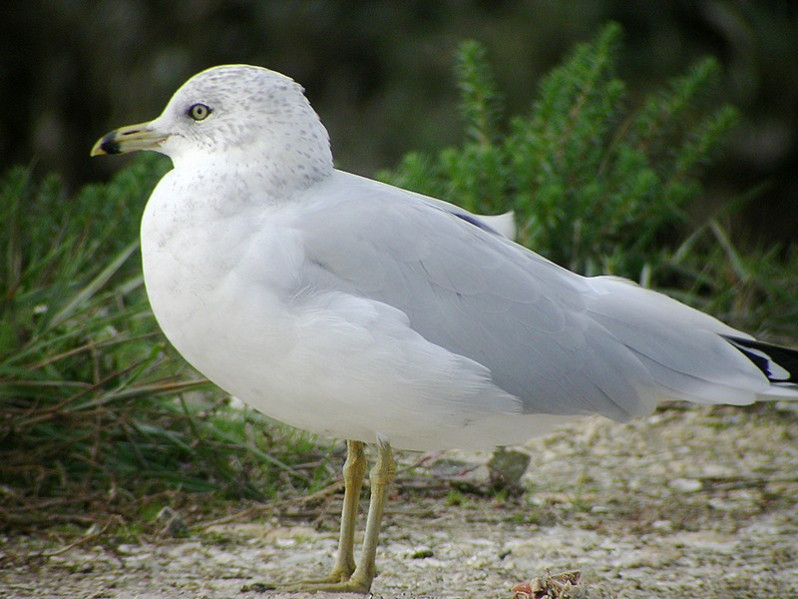 Larus delawarensis adulte