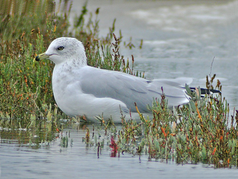 Larus delawarensis adulte
