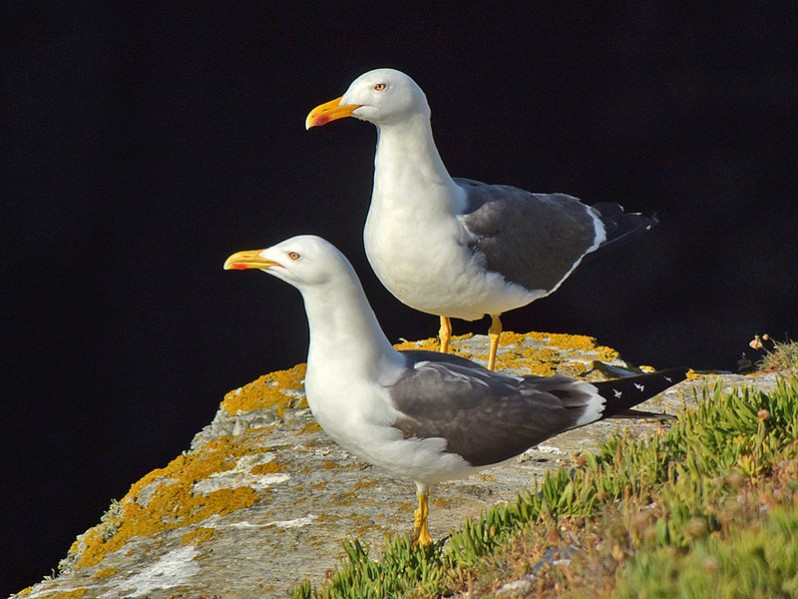 Larus fuscus adulte