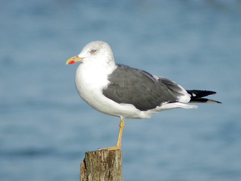 Larus fuscus adulte