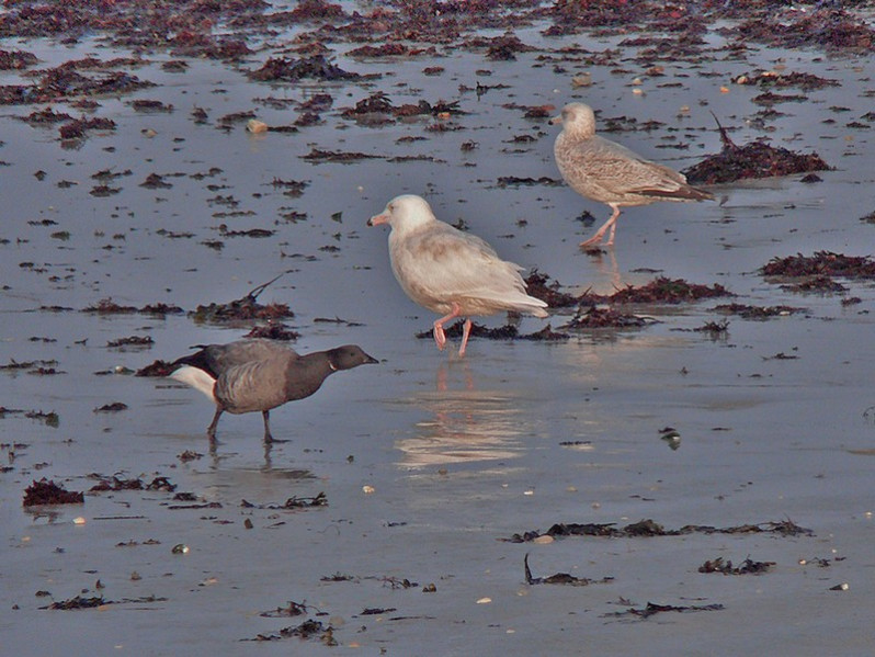 Branta bernicla, Larus hyperboreus (2ème hiver) et Larus argentatus