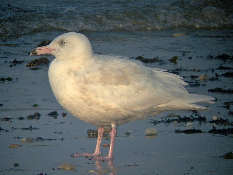 Larus hyperboreus adulte