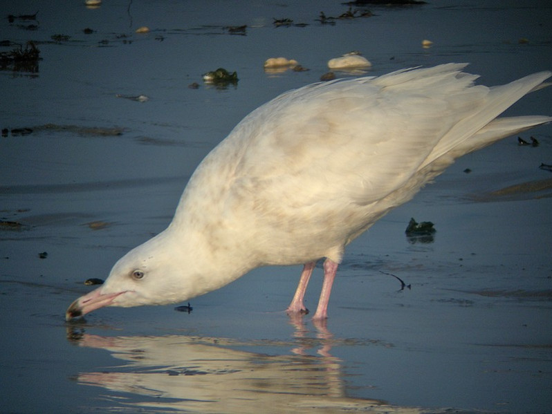 Larus hyperboreus adulte