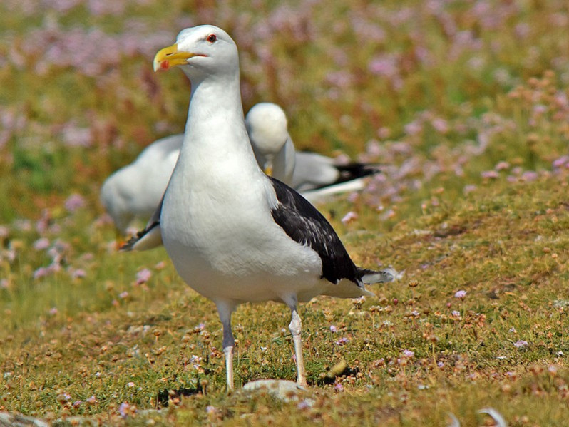 Larus marinus adulte