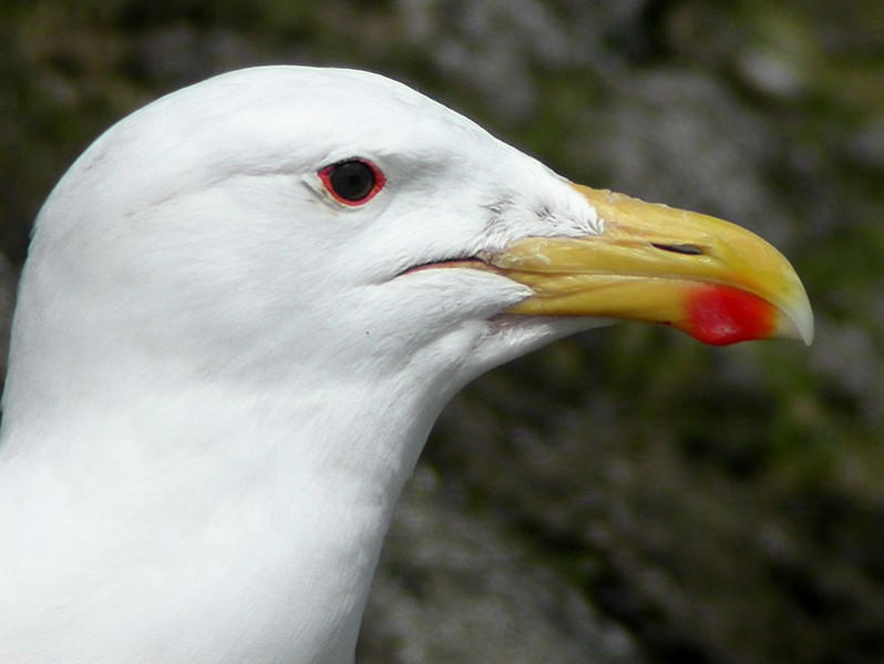 Larus marinus adulte