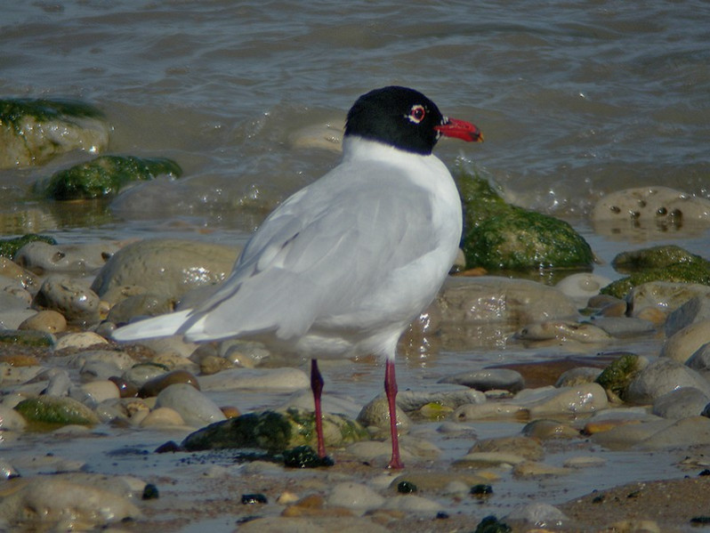 Larus melanocephalus adulte
