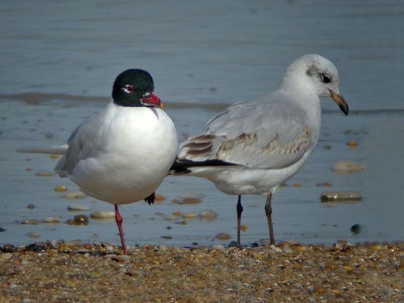 Larus melanocephalus adulte et juvénile