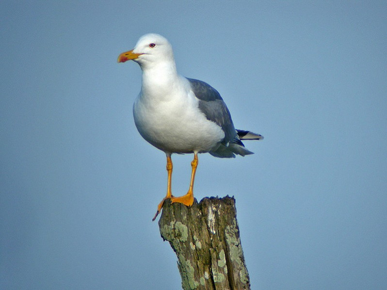 Larus michahelis adulte