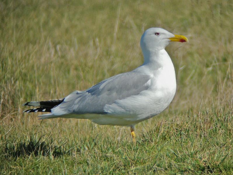 Larus michahelis adulte