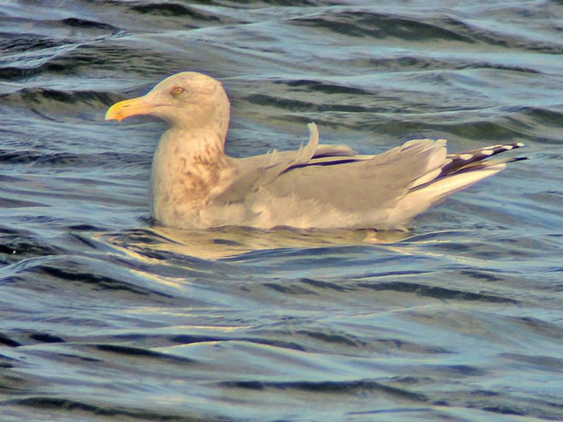 Larus smithsonianus Coues, 1862