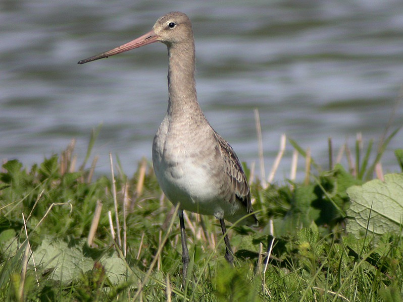 Limosa limosa adulte