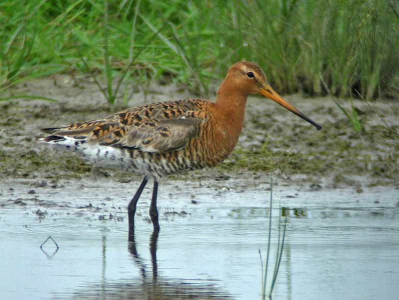 Limosa limosa adulte