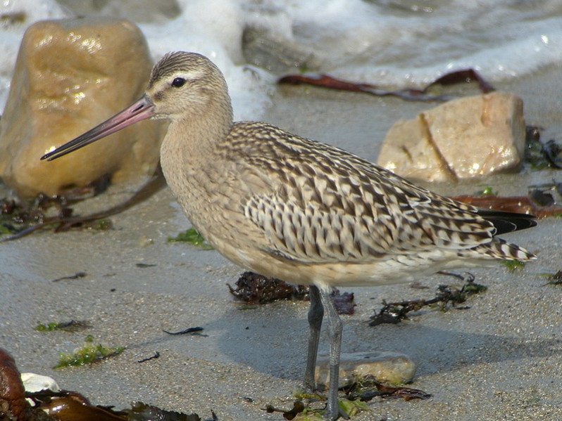 Limosa lapponica adulte