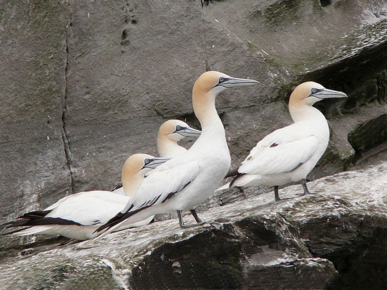 Morus bassanus adulte