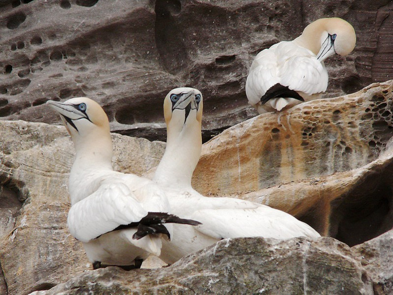 Morus bassanus adulte