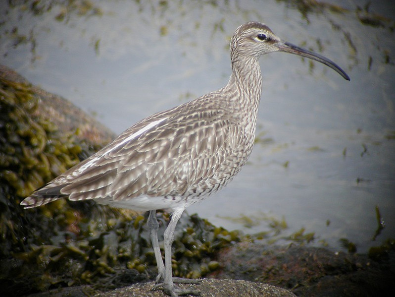 Numenius phaeopus adulte