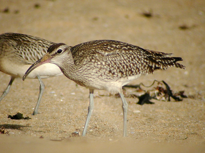 Numenius phaeopus adulte