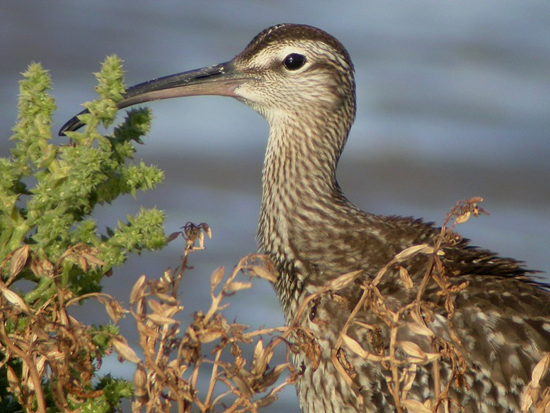 Numenius phaeopus adulte