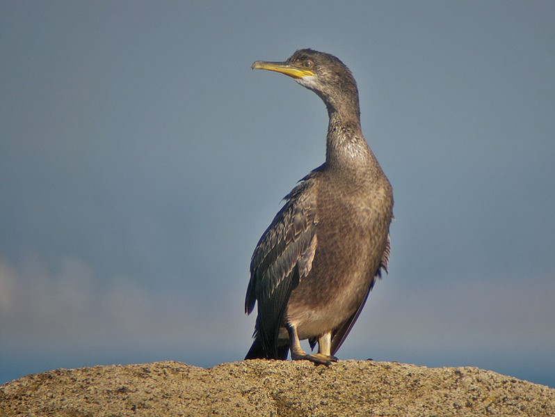 Phalocrocorax aristotelis adulte