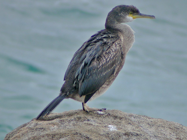 Phalocrocorax aristotelis adulte
