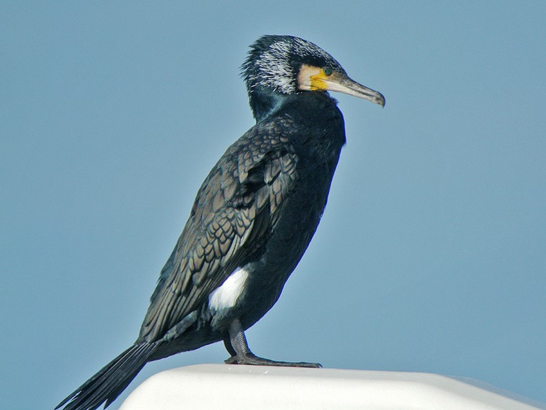 Phalocrocorax carbo adulte