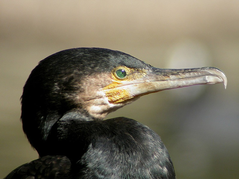 Phalocrocorax carbo adulte