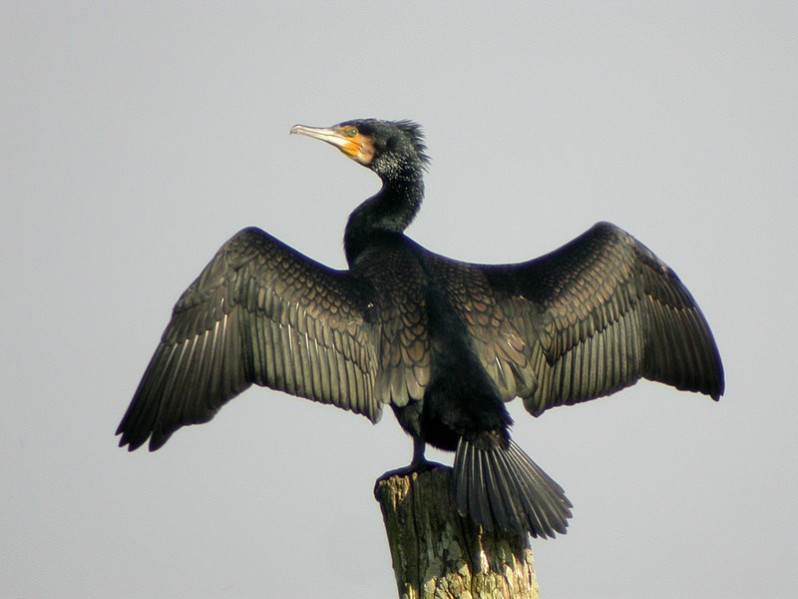 Phalocrocorax carbo adulte