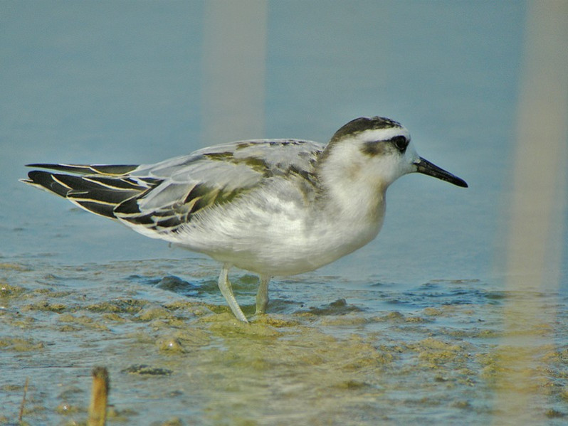 Phalaropus fulicarius adulte