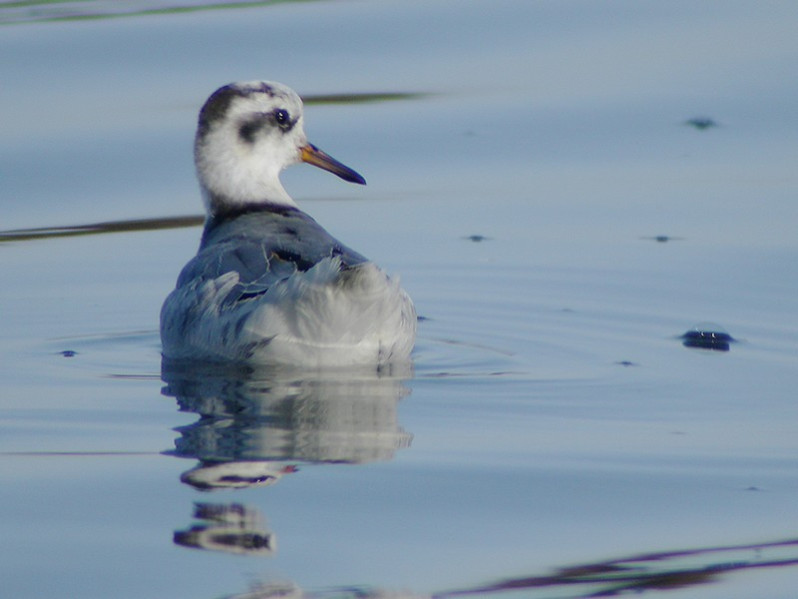 Phalaropus fulicarius adulte