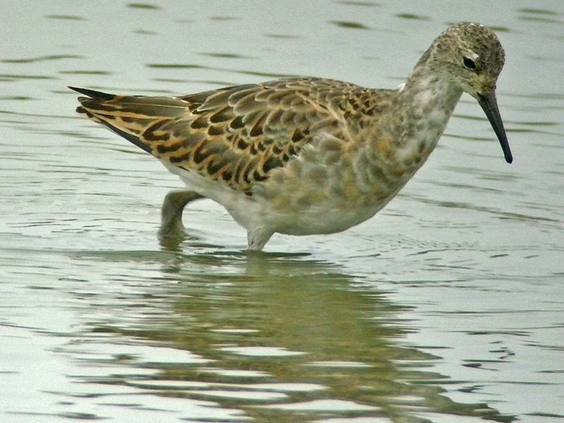Calidris pugnax adulte