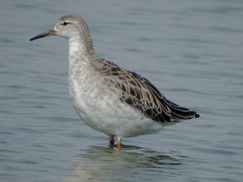 Calidris pugnax adulte