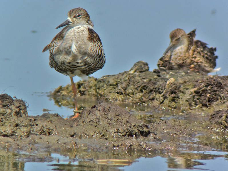 Calidris pugnax adulte