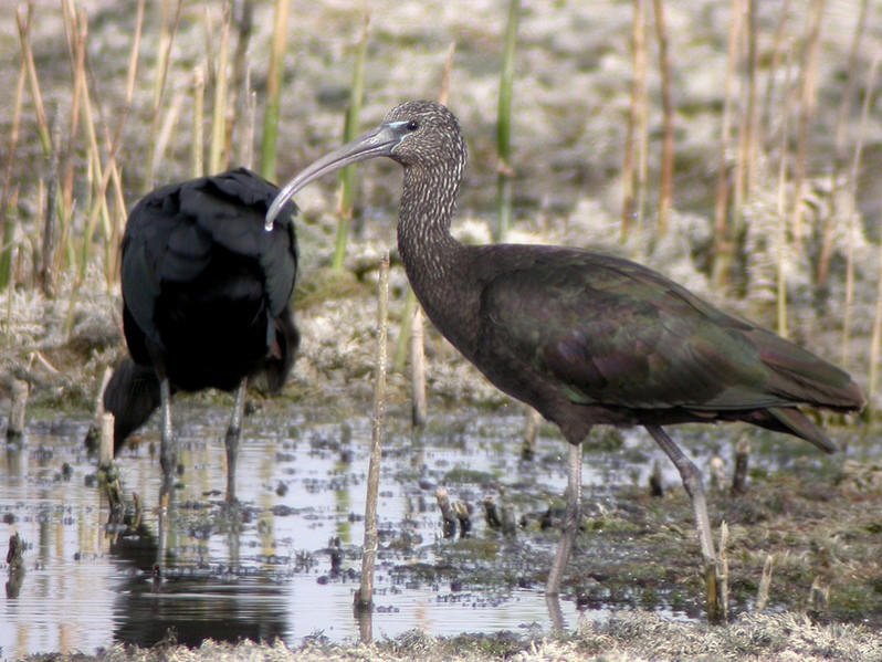 Plegadis falcinellus adulte