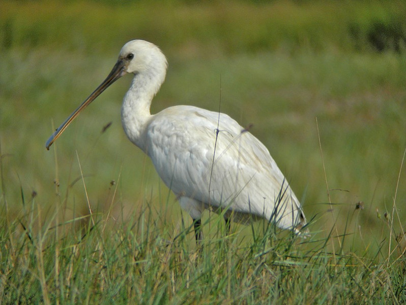 Platalea leucorodia adulte