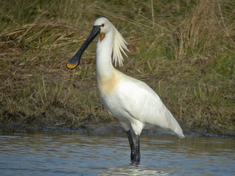Platalea leucorodia adulte