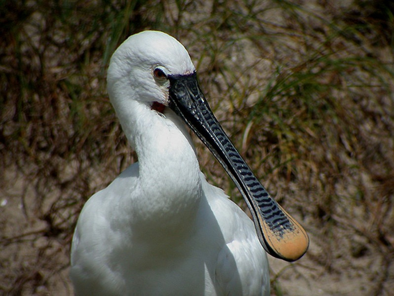 Platalea leucorodia adulte