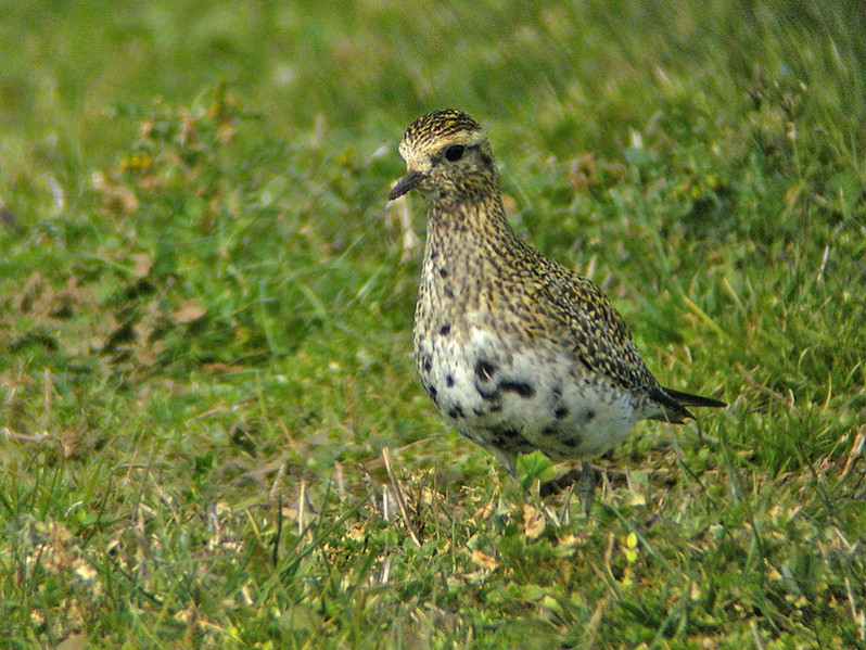 Pluvialis apricaria adulte