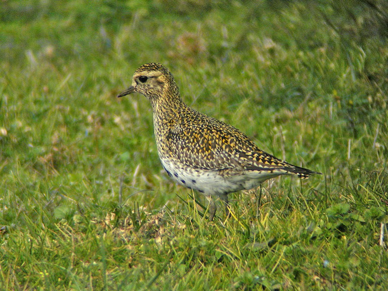 Pluvialis apricaria adulte