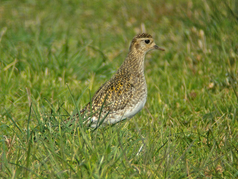 Pluvialis apricaria adulte