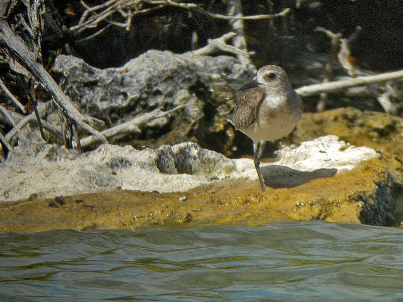 Pluvialis dominica adulte