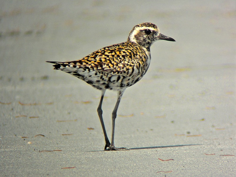 Pluvialis fulva adulte