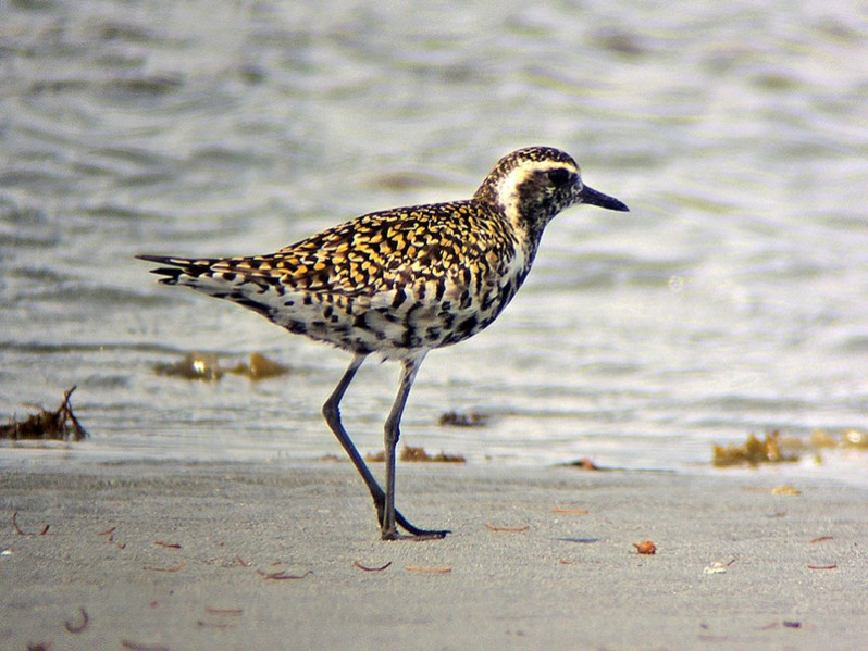 Pluvialis fulva adulte