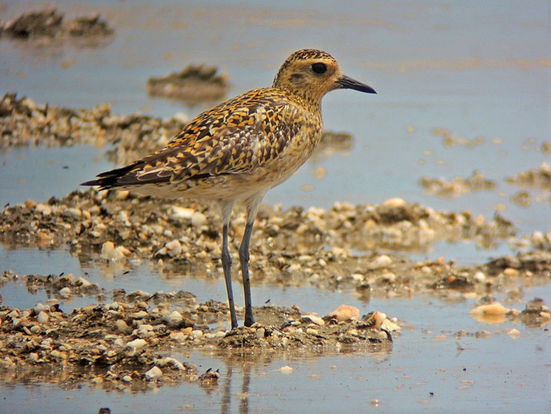 Pluvialis fulva adulte