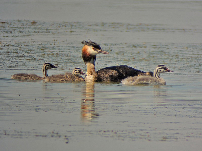 Podiceps cristatus adulte