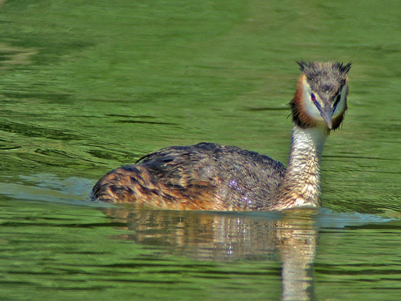 Podiceps cristatus adulte