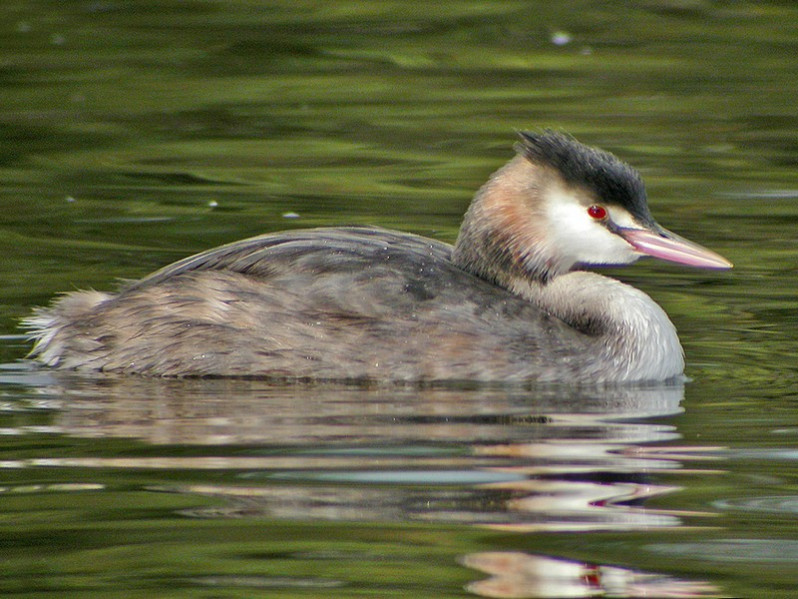 Podiceps cristatus adulte