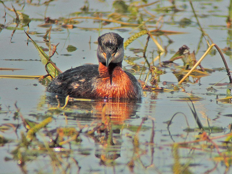 Podiceps prisegena adulte