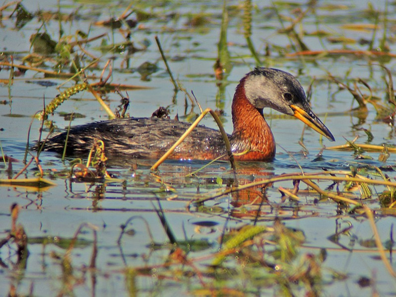 Podiceps prisegena adulte
