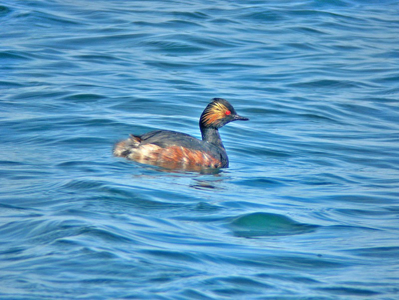 Podiceps nigricollis adulte